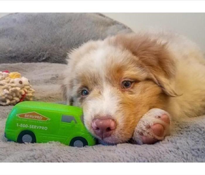 Puppy with a SERVPRO car toy